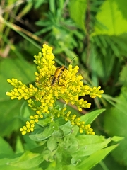 Chauliognathus pensylvanicus