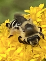 Callandrena