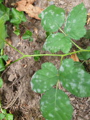 Podosphaera macularis