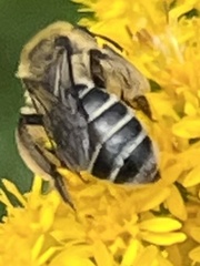 Callandrena