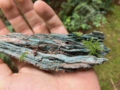 Chlorociboria aeruginascens
