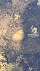 Cipangopaludina chinensis