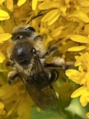 Callandrena