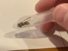 Vespula maculifrons