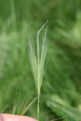Hordeinae