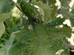 Zygogramma signatipennis