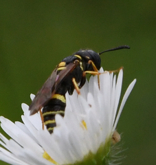 Philanthus