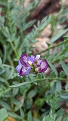 Astragalus miser