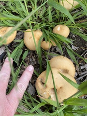 Agrocybe putaminum