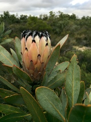 Protea laurifolia