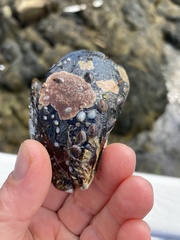 Crepidula plana