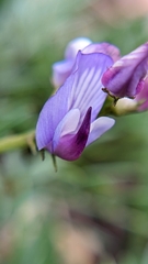 Astragalus miser