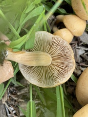 Agrocybe putaminum