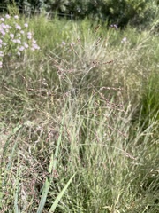 Panicum virgatum