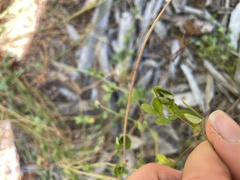Lotus uliginosus