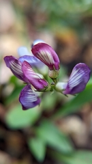 Astragalus miser