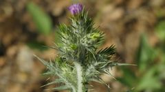 Carduus pycnocephalus