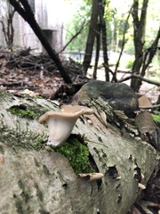 Bresadolia craterella