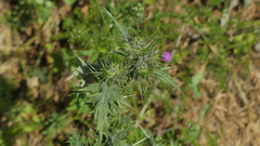 Carduus tenuiflorus