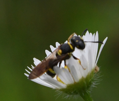Philanthus