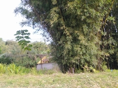 Bambusa vulgaris