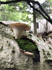 Bresadolia craterella