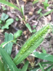 Setaria viridis