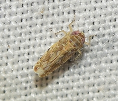Paralimnus phragmitis