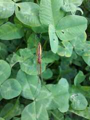 Tetragnathidae