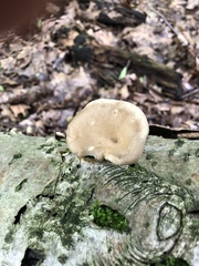 Bresadolia craterella