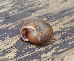 Helicodonta obvoluta