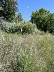 Panicum virgatum