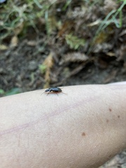 Platyninae
