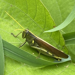 Schistocerca obscura