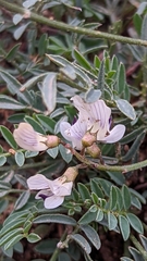 Astragalus miser