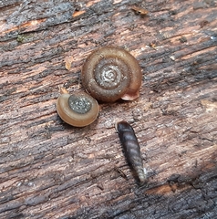 Helicodonta obvoluta