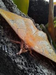 Lonomia