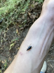 Platyninae