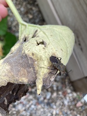 Anasa tristis