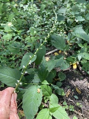 Persicaria virginiana