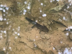 Caudata