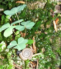 Helicodonta obvoluta