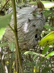 Dolichovespula arenaria
