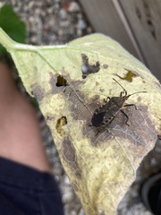 Anasa tristis