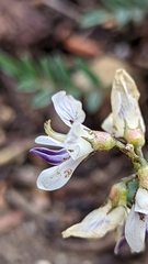 Astragalus miser