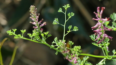 Fumaria officinalis