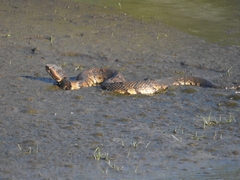 Agkistrodon piscivorus