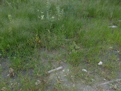 Eragrostis albensis