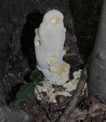Abortiporus biennis