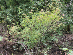 Rosa multiflora